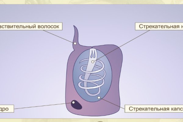 Ссылка для входа на сайт kraken