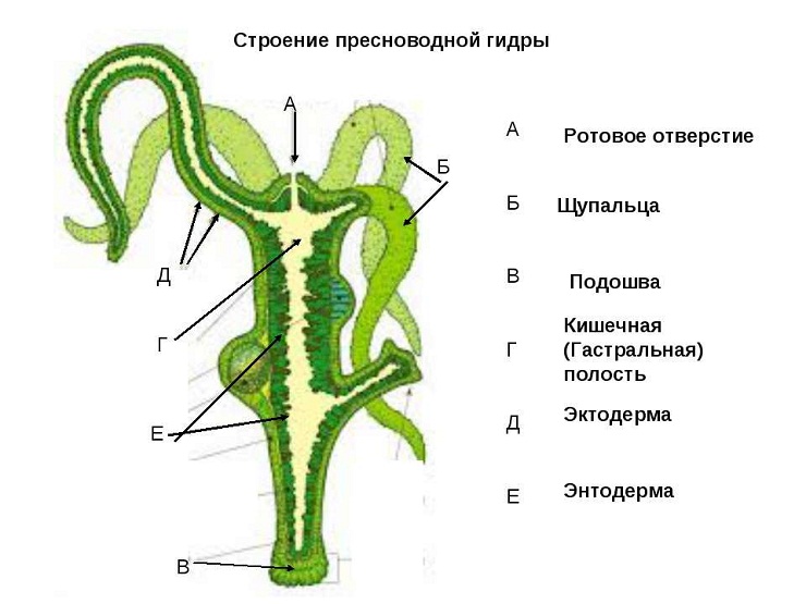 Ссылка на сайт кракен в тор